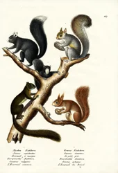 Different Kinds Of Squirrels, 1824